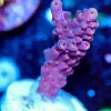 Wysiwyg Acropora Frag [F178]