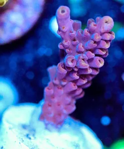 Wysiwyg  Acropora Frag [F178]