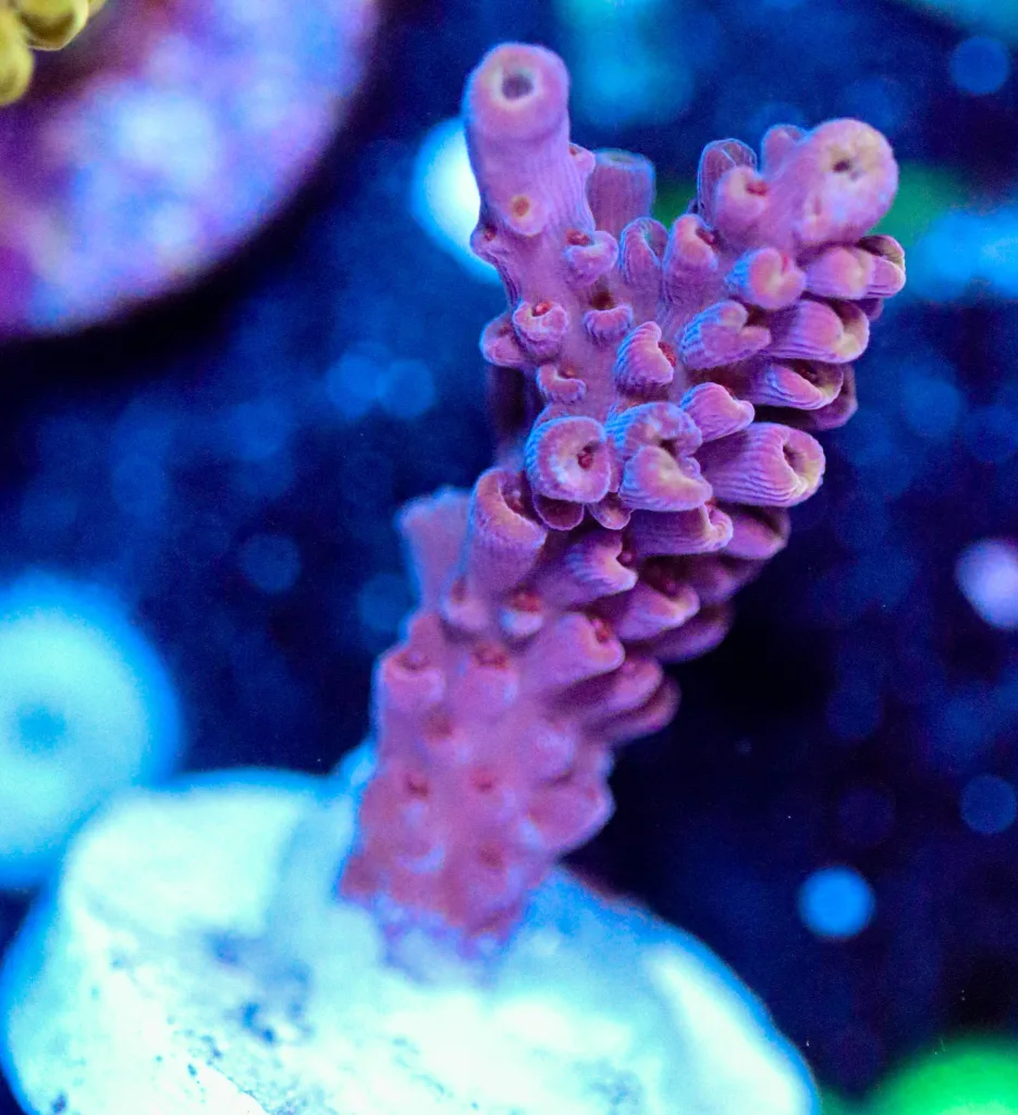 Frag Box Corals