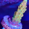 Wysiwyg Acropora Frag [F179]