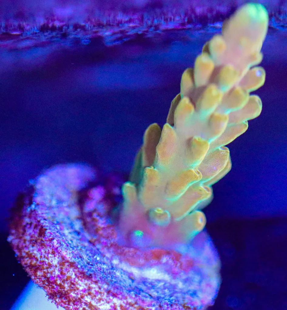 Frag Box Corals