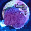 Wysiwyg Red Rose Montipora Frag [F180]