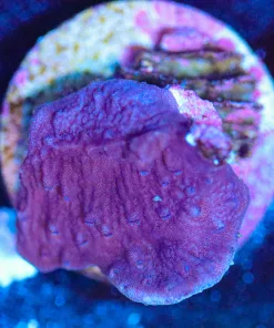 Wysiwyg Red Rose Montipora Frag [F180]