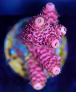Wysiwyg Acropora Millepora Frag [F182]