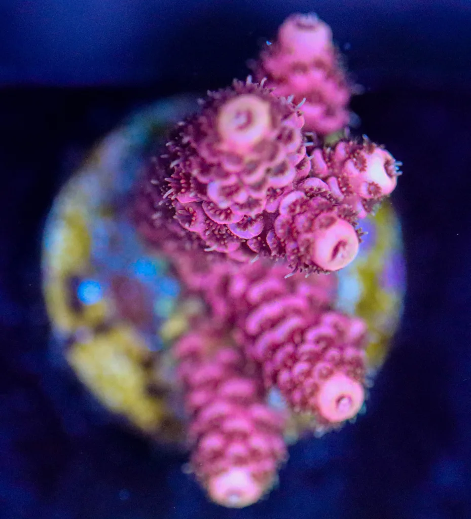 Frag Box Corals