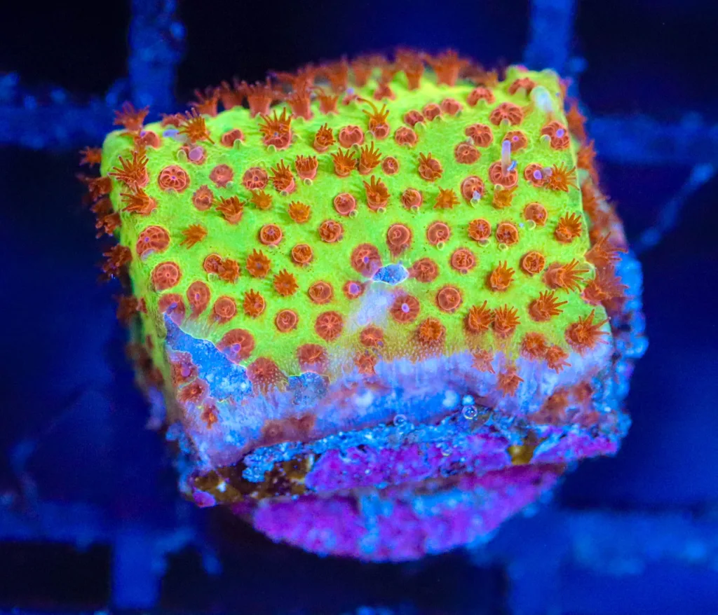 Frag Box Corals