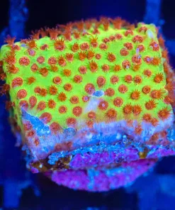 Wysiwyg Burning Banana Stylocoenialla Frag [F110]