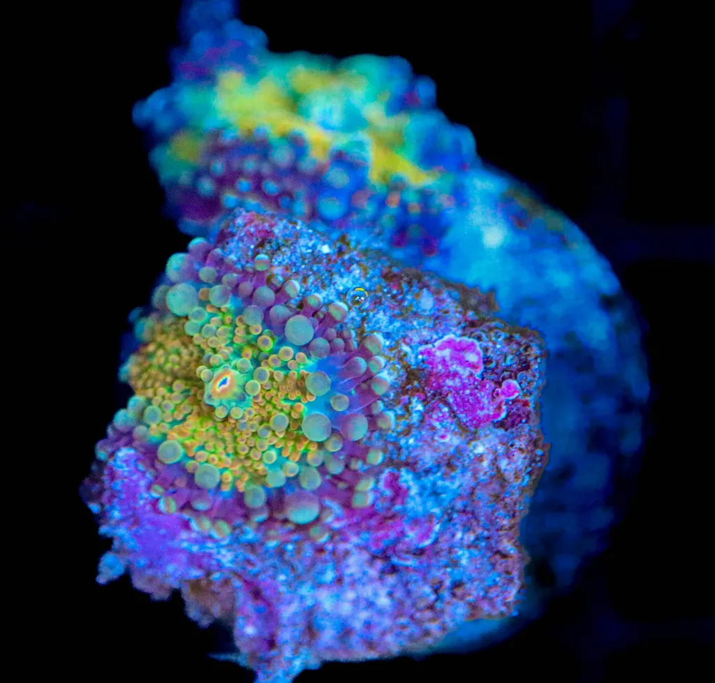 Frag Box Corals