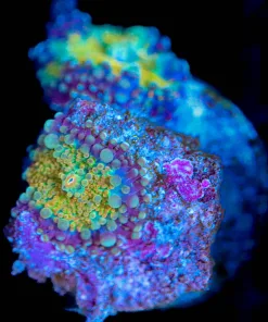 Wysiwyg Ricordea Yuma Mushroom Frag [F115]
