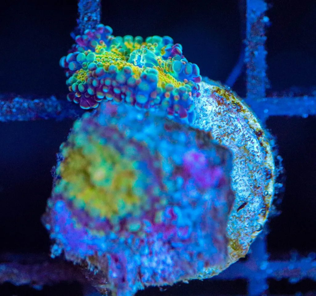 Frag Box Corals