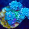 Wysiwyg Acropora Tenuis Frag [F195]