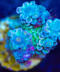 Wysiwyg Acropora Tenuis Frag [F195]