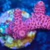 Wysiwyg Acropora Millepora Frag [F196]