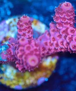 Wysiwyg Acropora Millepora Frag [F196]