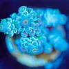 Wysiwyg Acropora Frag [F199]
