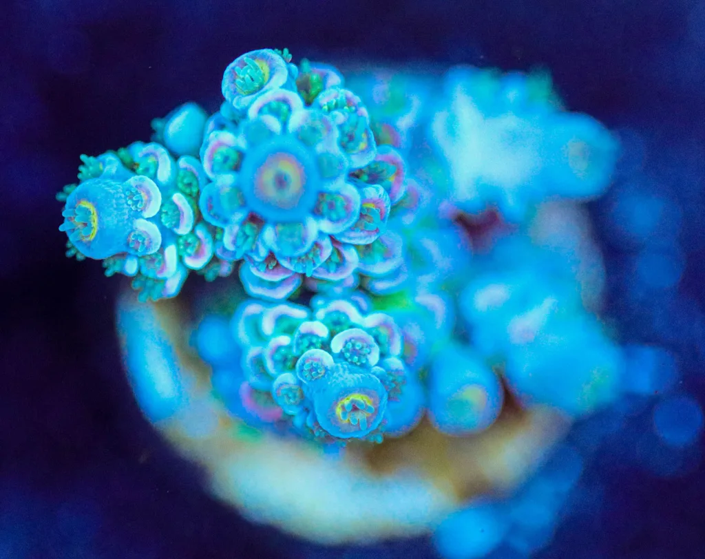 Frag Box Corals