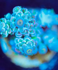 Wysiwyg Acropora Frag [F199]