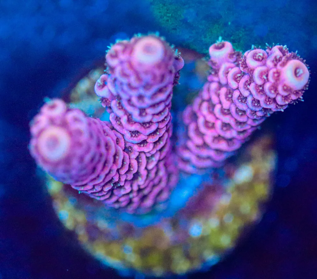Frag Box Corals