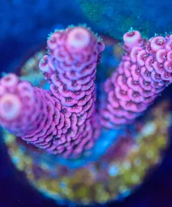 Wysiwyg Acropora Millepora Frag [F202]