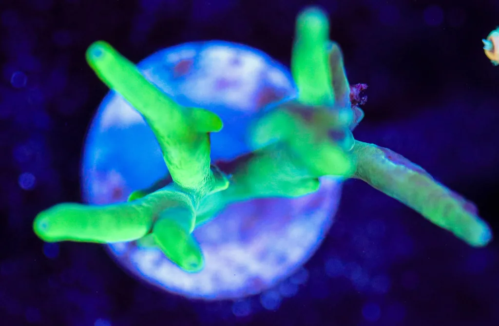 Frag Box Corals