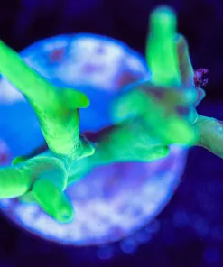 Wysiwyg Acropora Lokani Frag [F204]