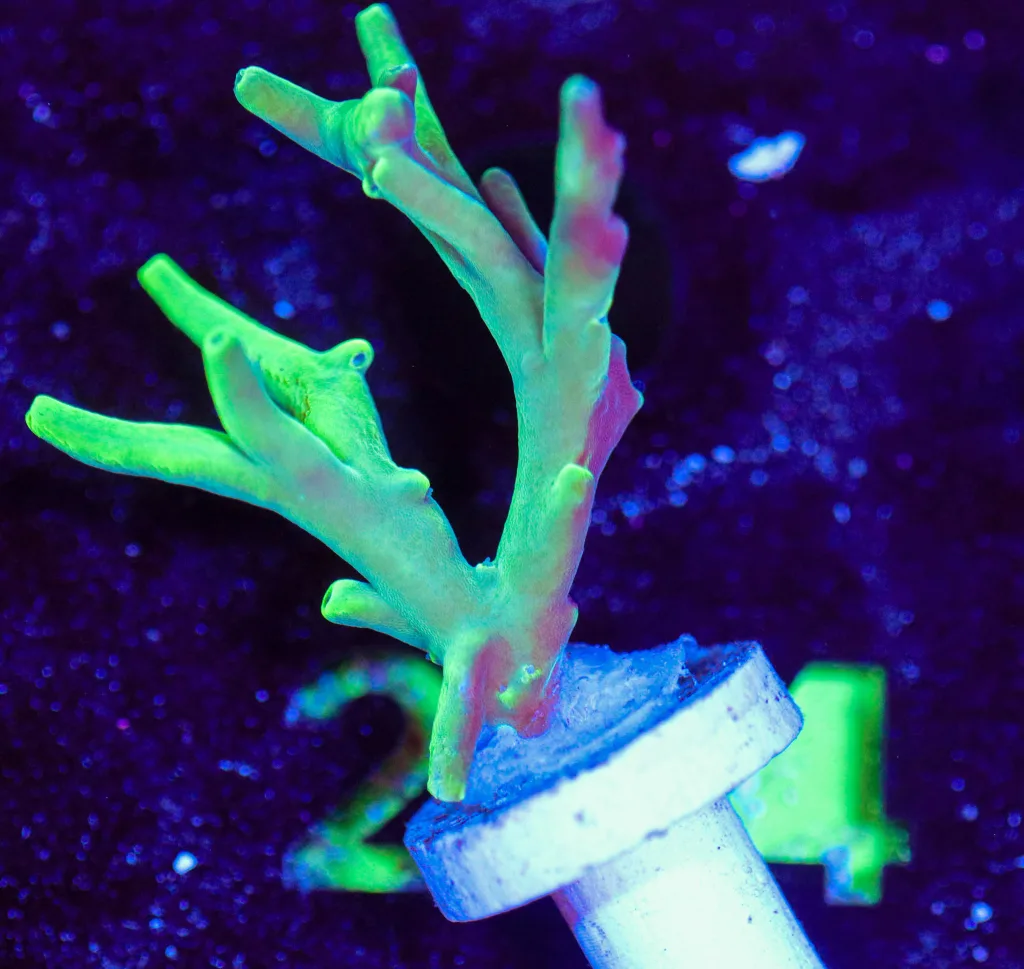 Frag Box Corals