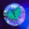 Wysiwyg Sub-zero Acropora Frag [F206]