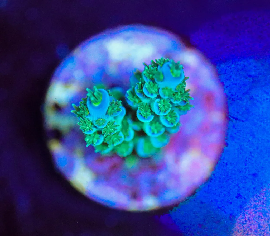 Frag Box Corals