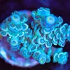 Wysiwyg Acropora Tenuis Frag [F208]