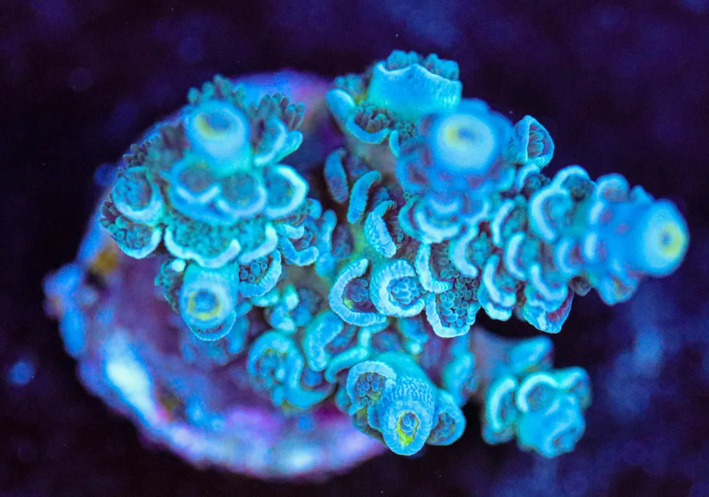 Frag Box Corals