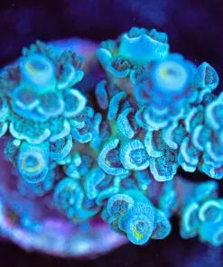 Wysiwyg Acropora Tenuis Frag [F208]