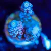 Wysiwyg Acropora Frag [F209]