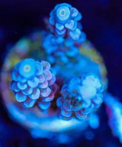 Wysiwyg Acropora Frag [F209]