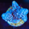 Wysiwyg Acropora Frag [F213]