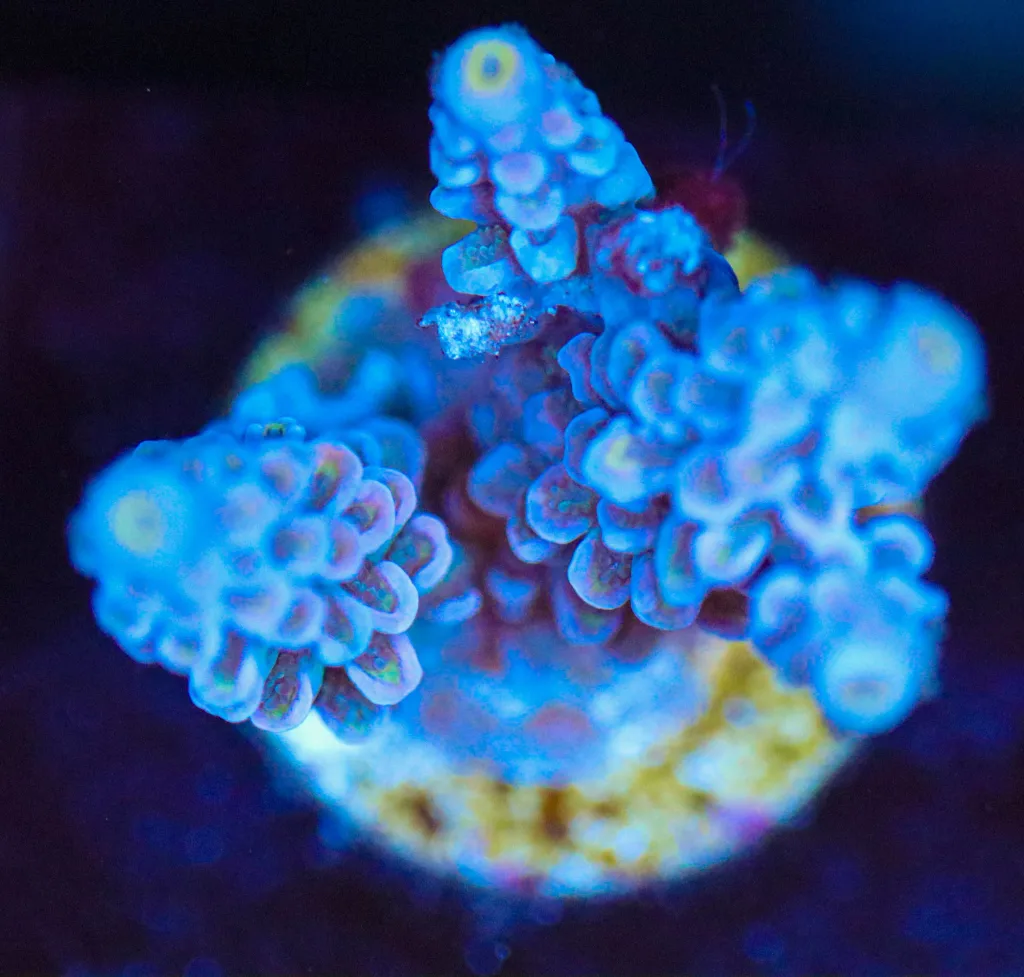 Frag Box Corals