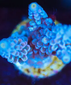 Wysiwyg Acropora Frag [F213]