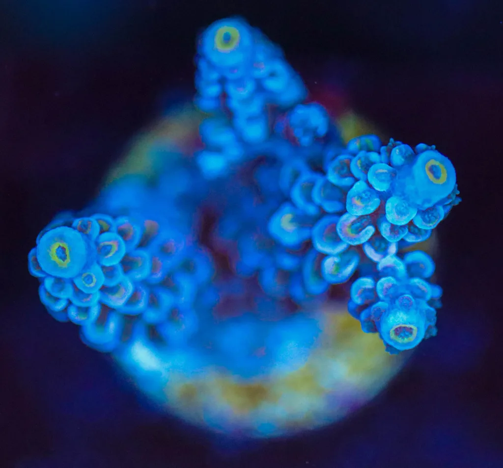 Frag Box Corals