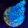 Wysiwyg Acropora Frag [F214]