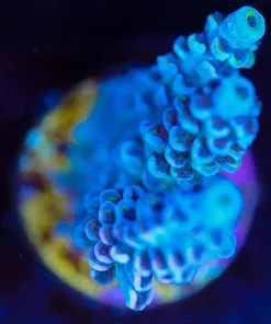 Wysiwyg Acropora Frag [F214]