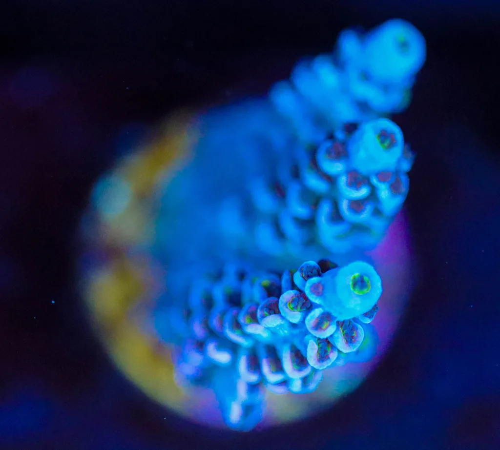 Frag Box Corals