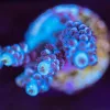 Wysiwyg Acropora Frag [F217]