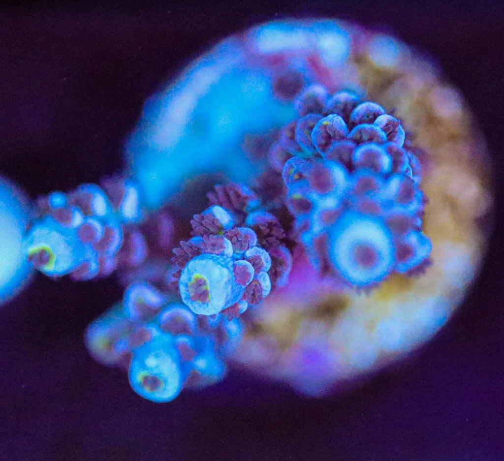 Frag Box Corals