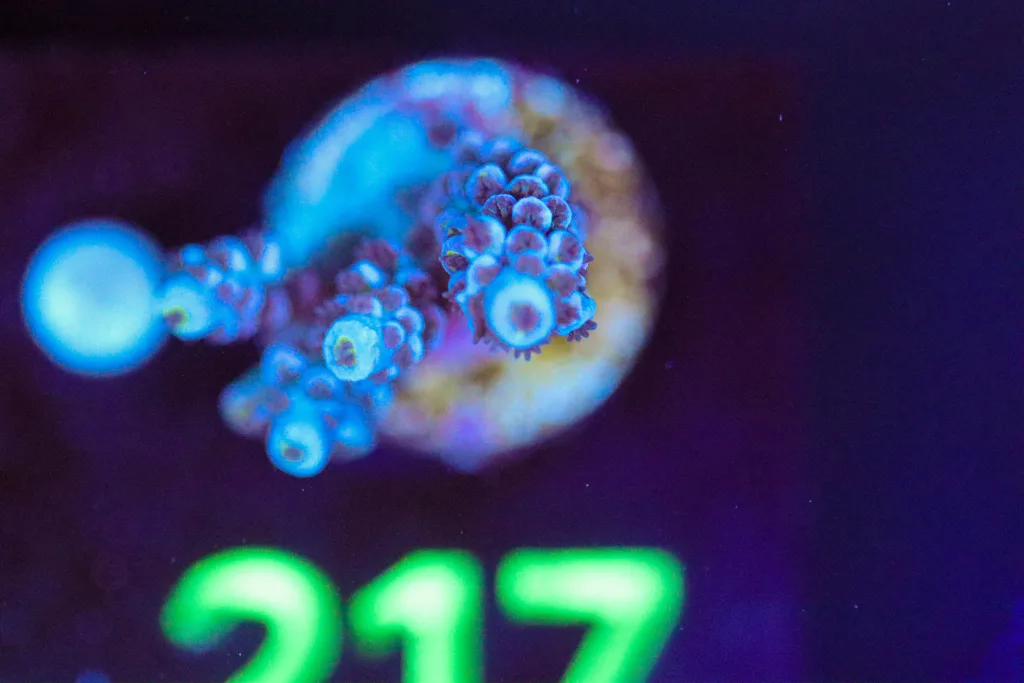 Frag Box Corals