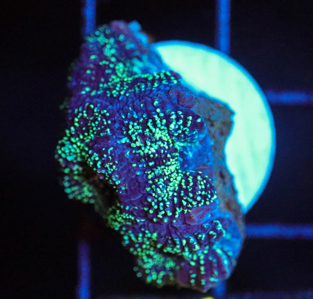 Frag Box Corals
