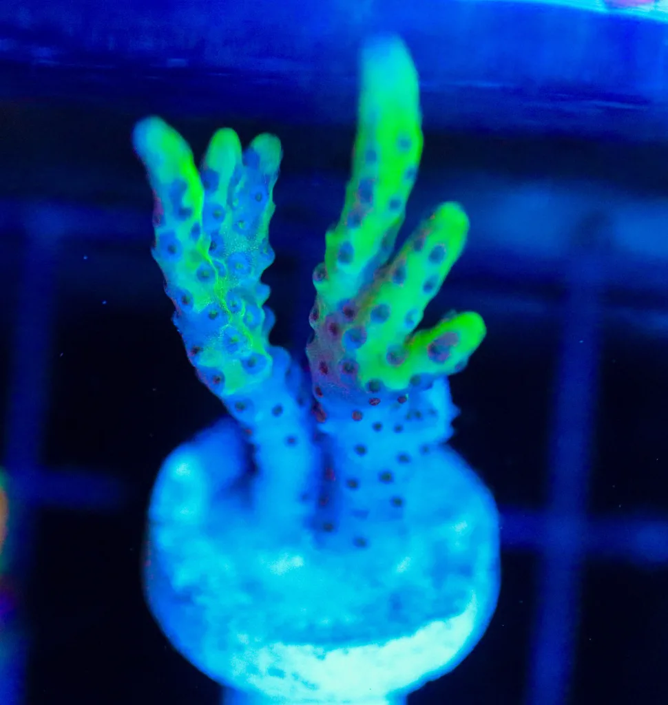 Frag Box Corals
