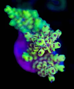Wysiwyg Acropora Frag [F168]