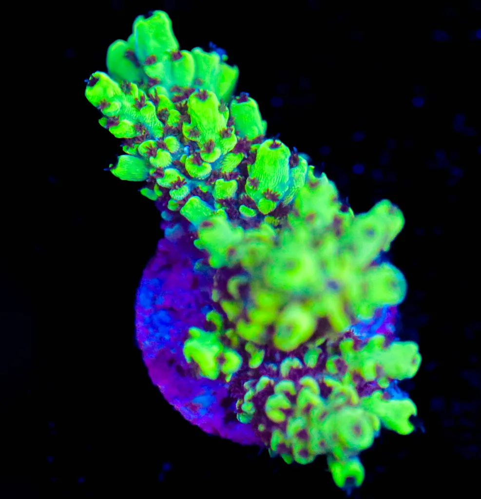 Frag Box Corals