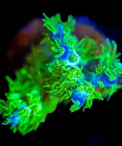 Wysiwyg Acropora "Marvin The Martian" Frag [F171]