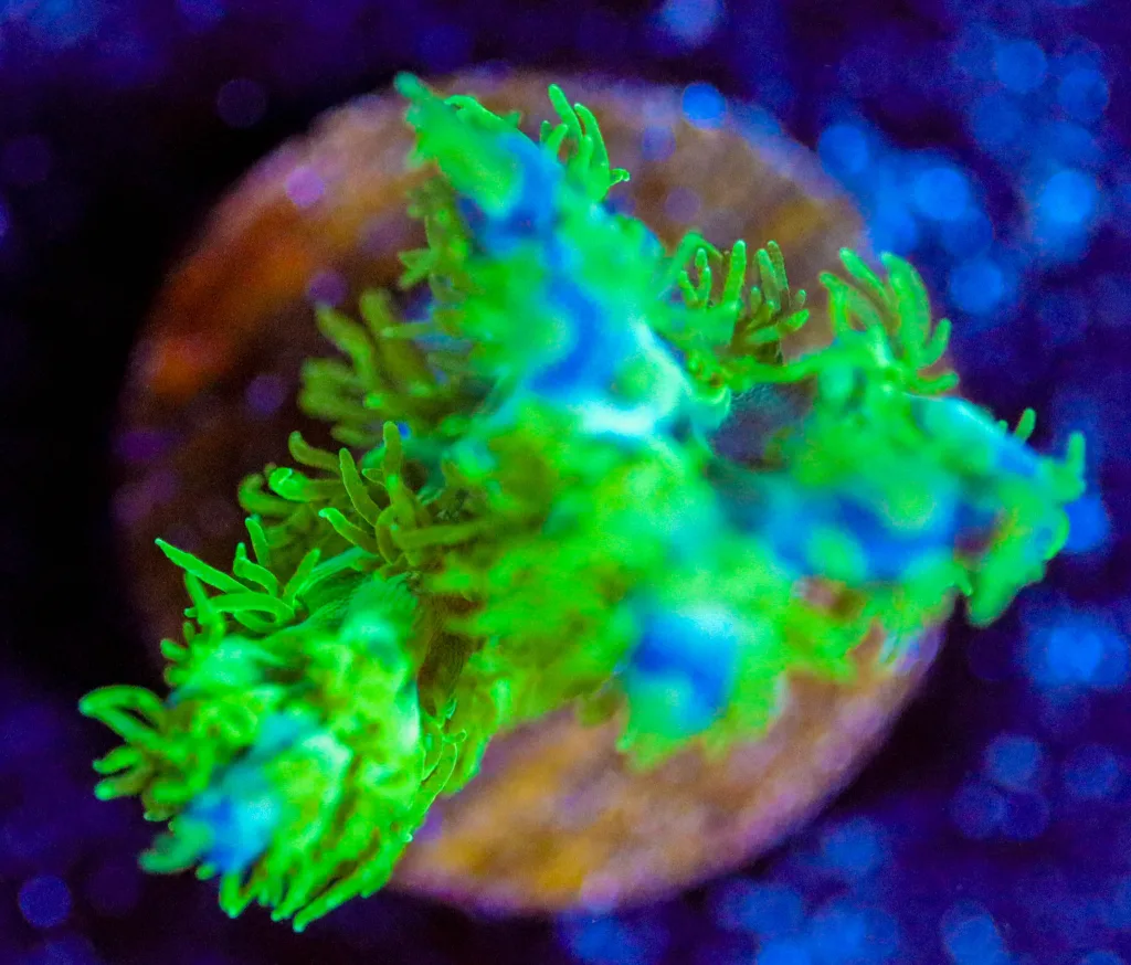 Frag Box Corals