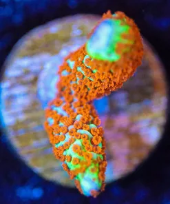 Wysiwyg Forest Fire Montipora Digitata Frag [F175]